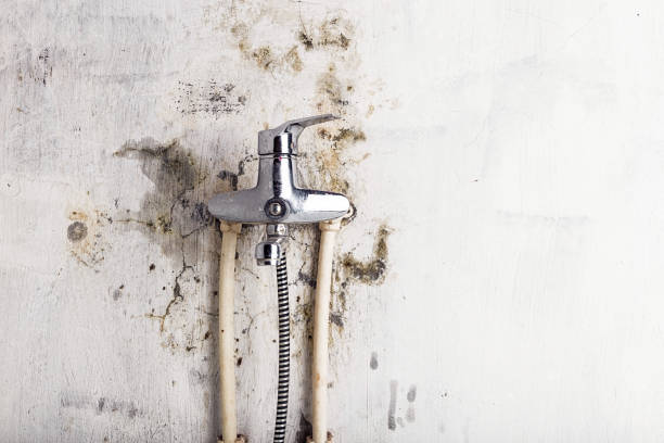 Trusted South Beach, FL Mold Removal Experts