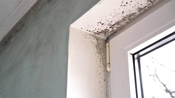 Best Attic Mold Removal  in South Beach, FL
