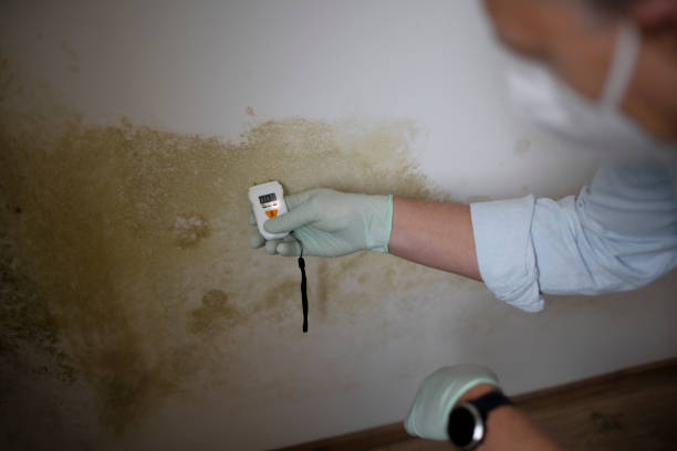 Best Mold Removal and Inspection  in South Beach, FL